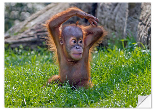 Selvklæbende plakat Baby Orangutan