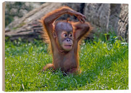 Trätavla Baby Orangutan