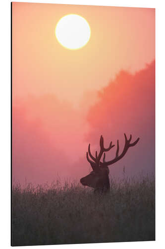 Aluminium print A male deer Stag at sunset