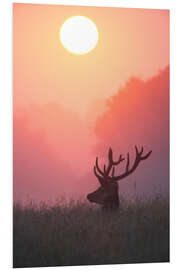 Foam board print A male deer Stag at sunset