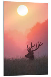 Gallery print A male deer Stag at sunset