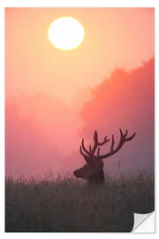 Wall sticker A male deer Stag at sunset