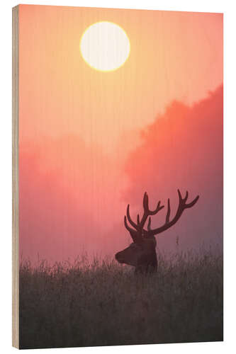 Trebilde A male deer Stag at sunset