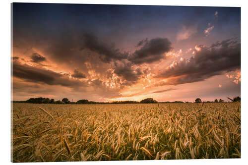 Acrylic print Grain field | After the storm