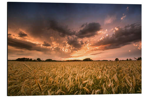 Cuadro de aluminio Grain field | After the storm