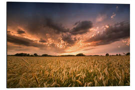 Aluminium print Grain field | After the storm