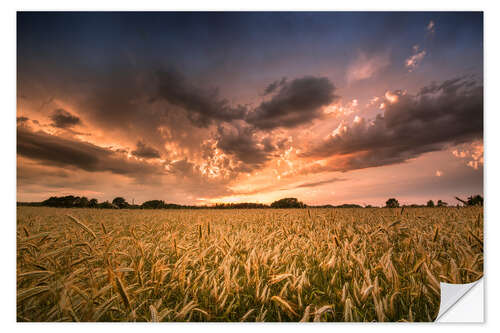 Naklejka na ścianę Grain field | After the storm