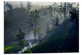 Aluminium print Enchanting tea plantation forest, Sri Lanka