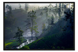 Gerahmter Kunstdruck Zauberhafter Teeplantagenwald, Sri Lanka