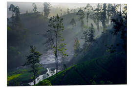 Foam board print Enchanting tea plantation forest, Sri Lanka