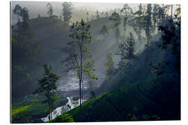 Galleritryck Enchanting tea plantation forest, Sri Lanka