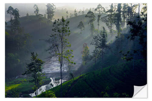 Wall sticker Enchanting tea plantation forest, Sri Lanka