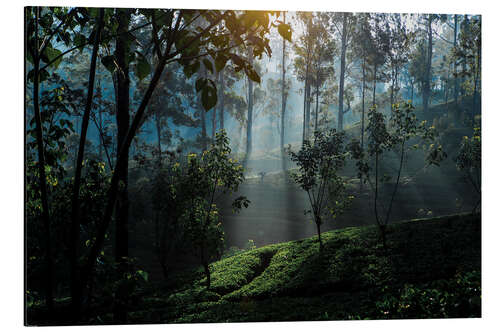 Tableau en aluminium Tea plantation forest Sri Lanka