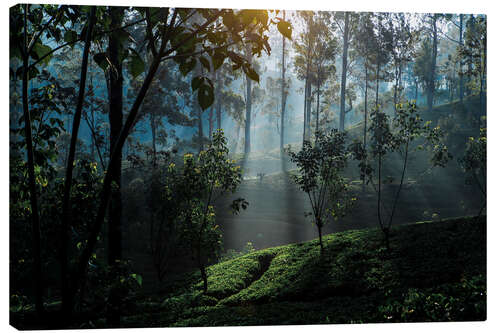 Canvastavla Tea plantation forest Sri Lanka