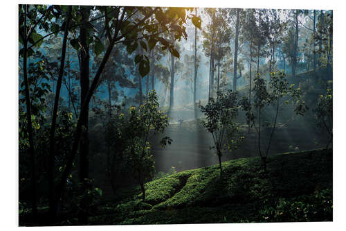 Tableau en PVC Tea plantation forest Sri Lanka