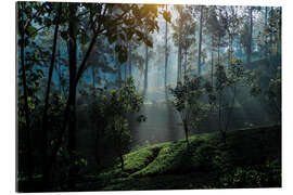 Tableau en plexi-alu Tea plantation forest Sri Lanka