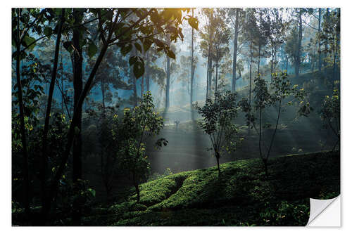 Vinilo para la pared Tea plantation forest Sri Lanka