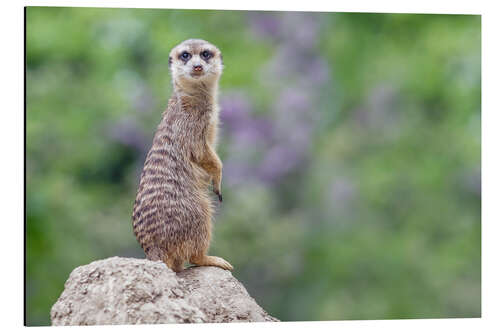 Aluminium print Meerkats