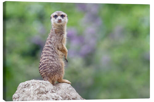 Canvas print Meerkats