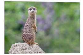 Foam board print Meerkats