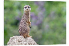 Gallery print Meerkats