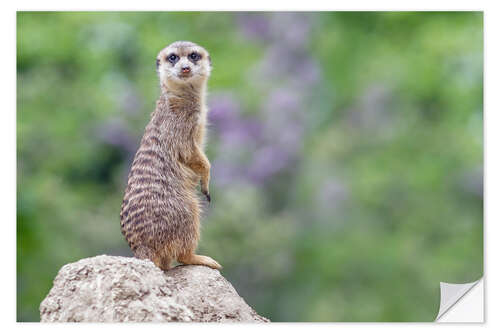 Naklejka na ścianę Meerkats