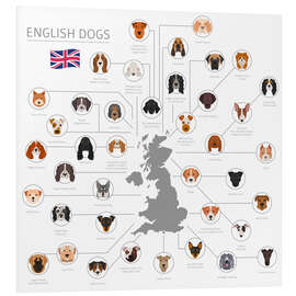 Foam board print English dog breeds