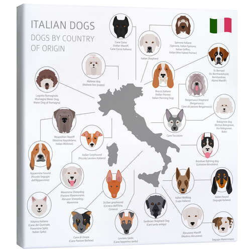 Canvas print Italian dog breeds