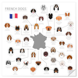 Naklejka na ścianę French dog breeds