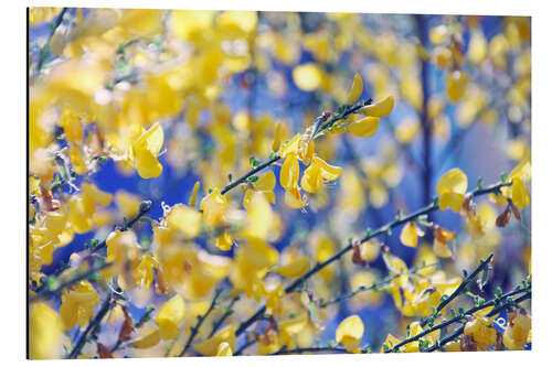 Aluminium print Broom in the sunshine