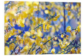 Foam board print Broom in the sunshine