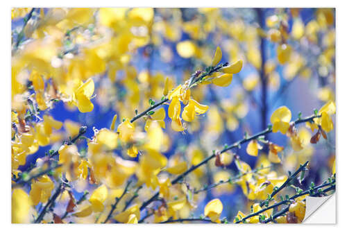 Sisustustarra Broom in the sunshine