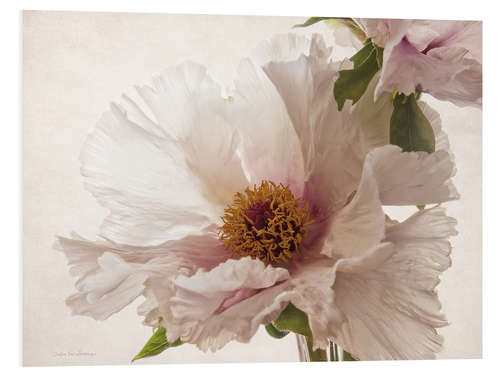 Foam board print Delicate peony V