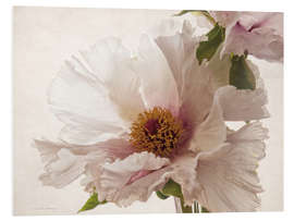 Foam board print Delicate peony V