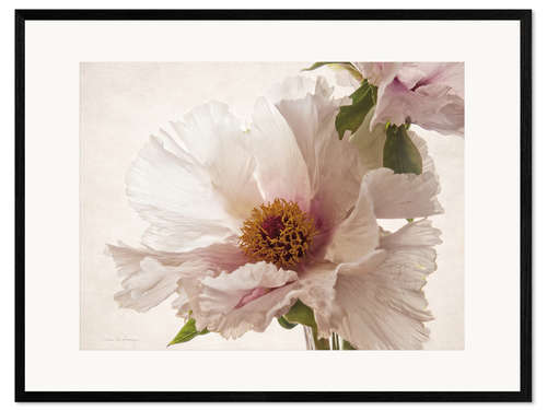 Framed art print Delicate peony V