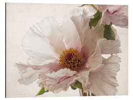 Magnettafel Zarte Pfingstrose V