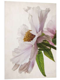 Foam board print Delicate peony IV