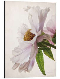 Magnettafel Zarte Pfingstrose IV