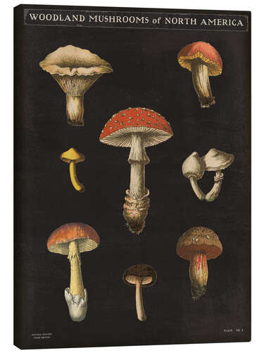 Canvastavla Mushroom Card II