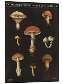 Foam board print Mushroom Chart II