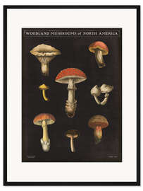 Gerahmter Kunstdruck Pilzkarte II
