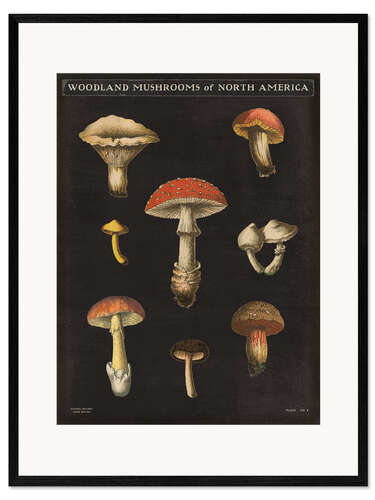 Framed art print Mushroom Chart II
