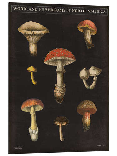 Galleriataulu Mushroom Card II