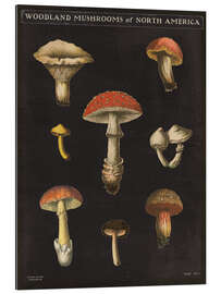 Quadro em plexi-alumínio Cartão Mushroom II