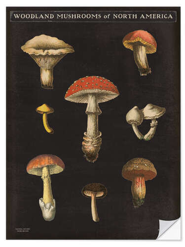 Vinilo para la pared Mushroom Card II