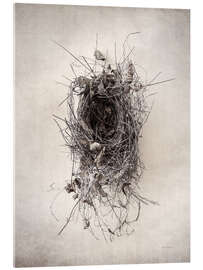 Acrylic print Bird&#039;s nest II