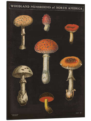 Aluminium print Mushroom Chart III