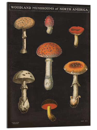 Gallery print Mushroom Chart III