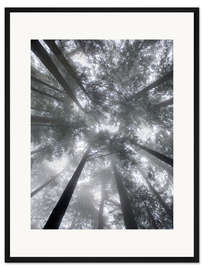 Gerahmter Kunstdruck Tannen im Nebel I