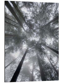 Magnettafel Tannen im Nebel I